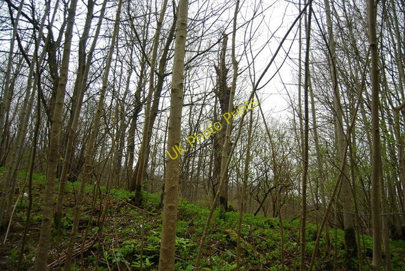 Photo 6"x4" Firle Plantation West Firle c2010