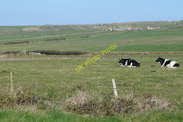 Photo 6"x4" Cattle north of Kilkee Kilkee c2010