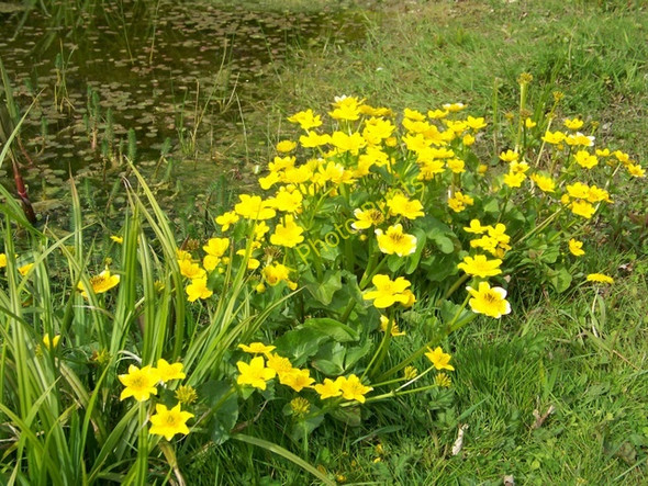 Photo 6"x4" Marsh Marigold (Caltha palustris) Tollard Royal c2010