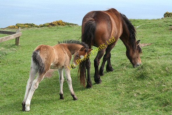 Photo 6"x4" Countisbury: Exmoor mare and foal Countisbury c2006