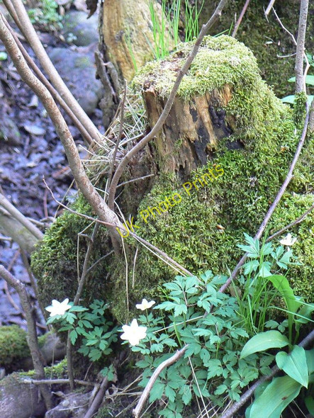 Photo 6"x4" Mossy tree stump Blairgowrie c2010