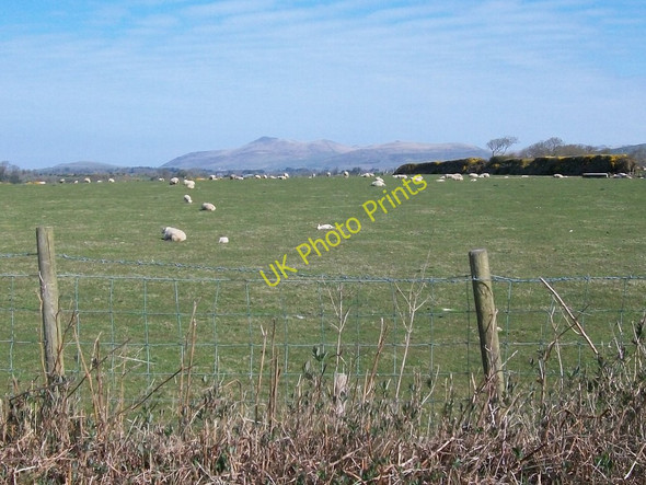 Photo 6"x4" Sheep pastures north of the road with the Gurn hills in the background Llanarmon c2010