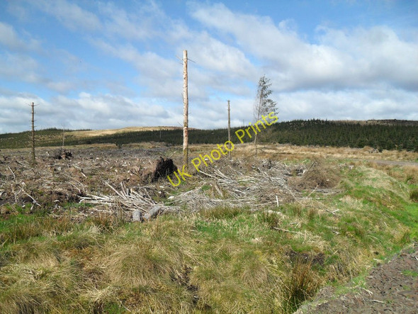 Photo 6"x4" In Watcarrick Forest Old Johnstone c2010