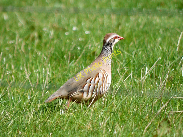 Photo 6"x4" Partridge, Ilderton Moor Ilderton c2010
