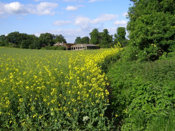 Photo 6"x4" Rape field west of Charlton Manor Farm Charlton All Saints c2006
