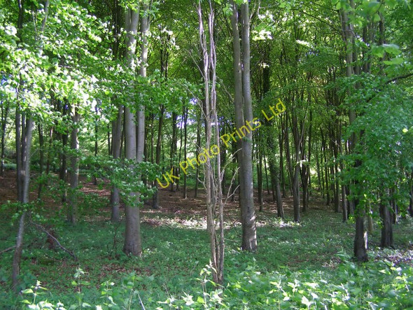 Photo 6"x4" Warren Plantation Charlton All Saints c2006