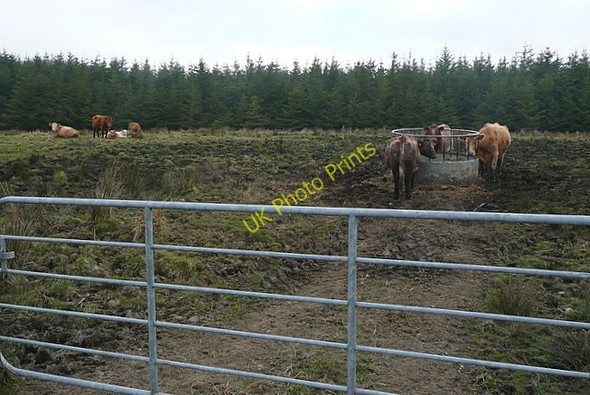 Photo 6"x4" Pasture at Feenamuinga Connolly c2010