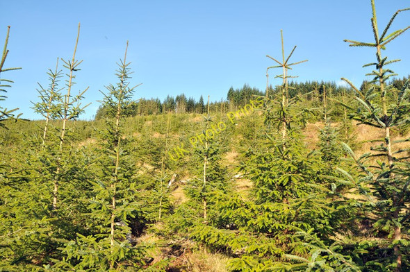 Photo 6"x4" Forestry at Inverawe Bridge of Awe c2010