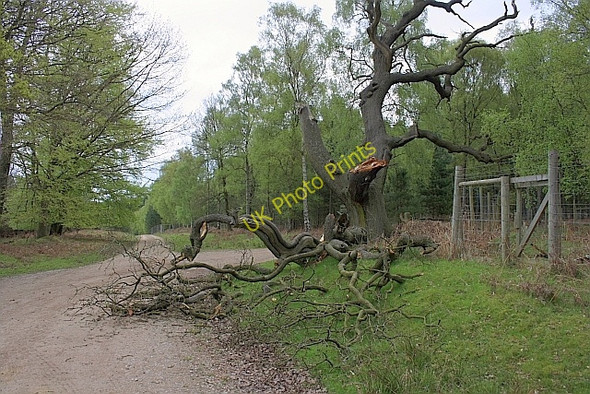 Photo 6"x4" Fallen Tree on Sow or South Street Little Haywood c2010