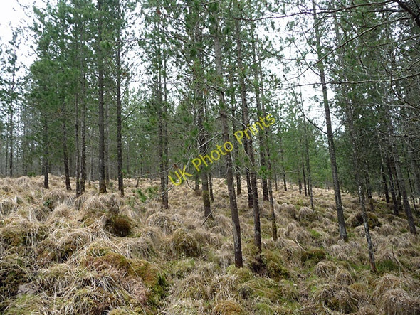 Photo 6"x4" Sparse forest above Lusa Ashaig\/Athaiseig c2010