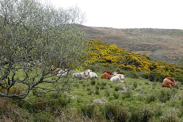 Photo 6"x4" Cattle at Glendine North Milltown Malbay c2010