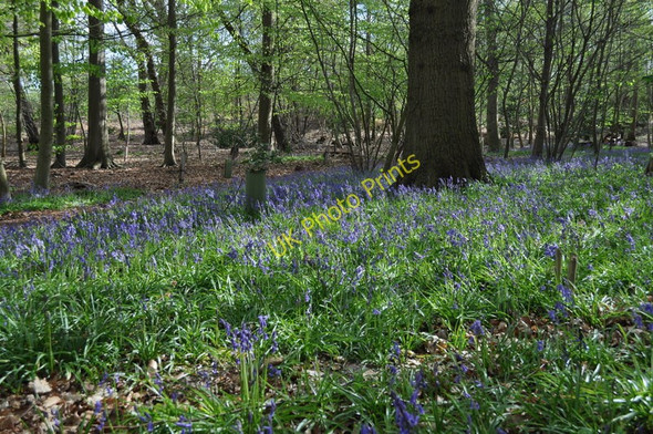 Photo 6"x4" Bluebell Filled Sisland Carr Sisland c2010
