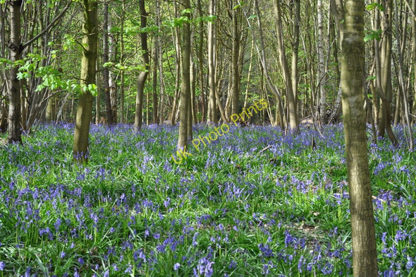 Photo 6"x4" Bluebell Carpet at Sisland Wood Sisland c2010