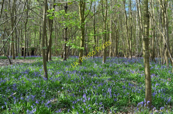 Photo 6"x4" Bluebell Filled Sisland Wood Sisland c2010