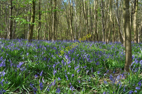 Photo 6"x4" Bluebell Carpet at Sisland Wood Sisland c2010