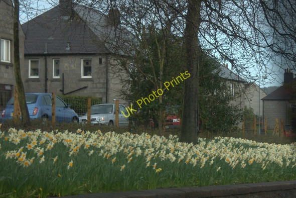 Photo 6"x4" Roadside bulbs near Bridge of Dee, Aberdeen Kaimhill c2010