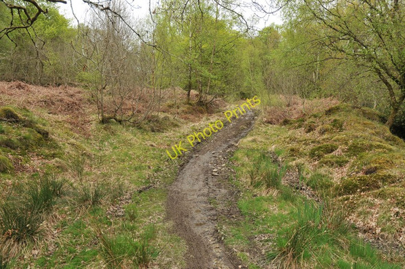 Photo 6"x4" Track through the woodland near Loch Leven Ballachulish c2010