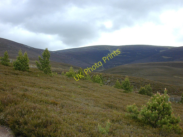 Photo 6"x4" Regenerating woodland Tolvah c2005