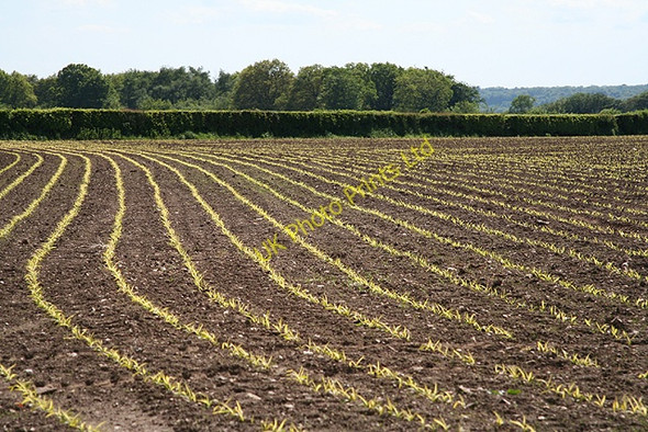 Photo 6"x4" Clayhidon: near Black Lane Brownheath\/ST1415 c2006