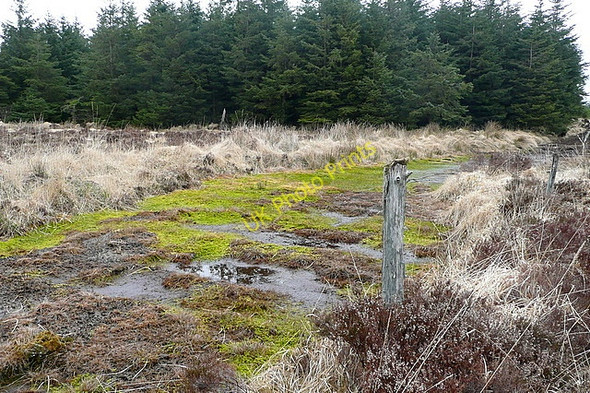 Photo 6"x4" Forestry at Slaghbooly Connolly c2010