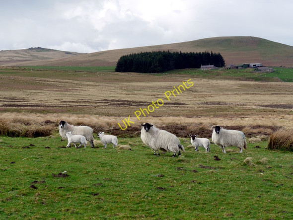 Photo 6"x4" Sheep & lambs south of The Dod Ingram c2010