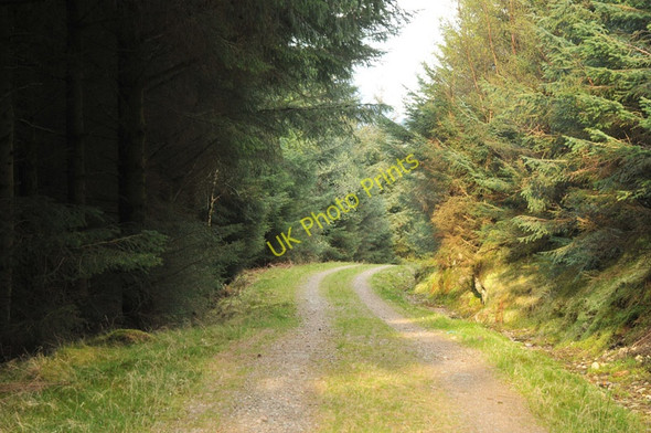 Photo 6"x4" Forest road in Glen Achulish South Ballachulish c2010