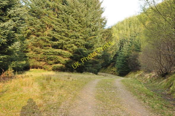 Photo 6"x4" Road through the forest near Glen Achulish South Ballachulish c2010