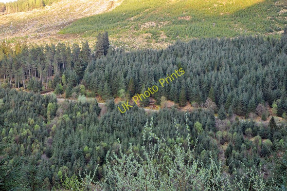 Photo 6"x4" Forestry in Glen Achulish South Ballachulish c2010