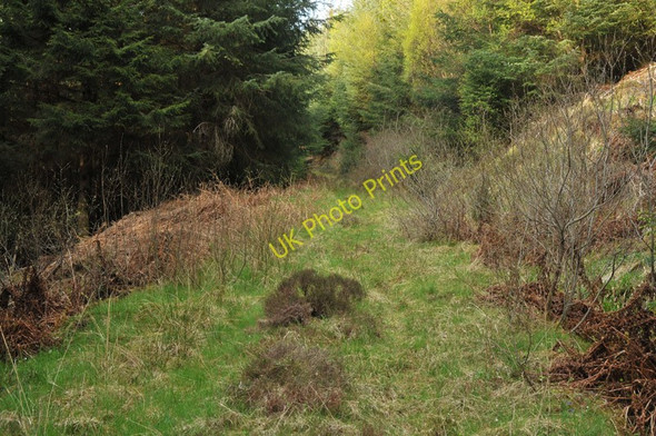 Photo 6"x4" Overgrown forest track near Corran Inchree c2010