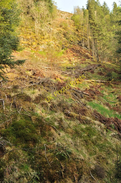 Photo 6"x4" Some felled trees in the forestry near Corran Inchree c2010
