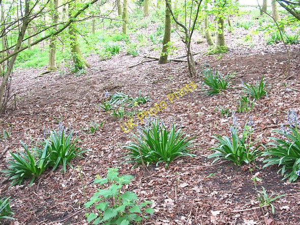 Photo 6"x4" Bluebells near the Dingle Sandbach c2010