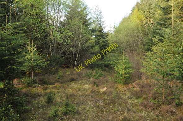 Photo 6"x4" End of the forest track near the A82 Inchree c2010