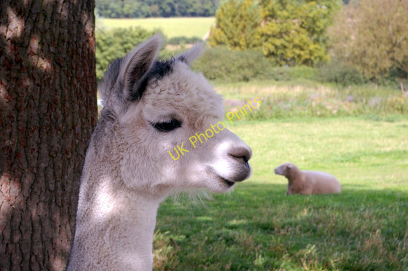 Photo 6"x4" Alpaca and Sheep, Willows Farm, London Colney Colney Heath c2009