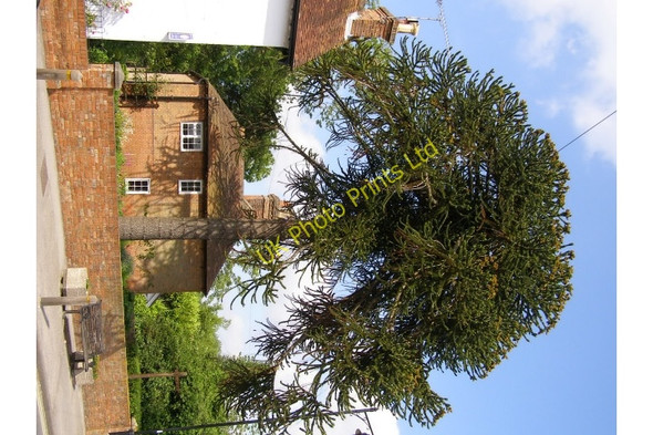 Photo 6"x4" Monkey Puzzle tree on Lyndhurst High Street, New Forest Clayhill\/SU3007 c2006