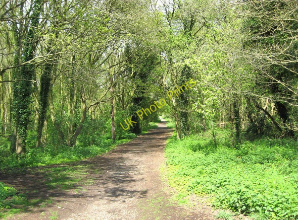 Photo 6"x4" Path through Burlish Top Nature Reserve Stourport-on-Severn c2010
