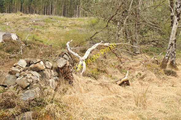 Photo 6"x4" Remains of a wall pre-dating the forestry near Loch Arkaig Loch Arkaig\/NN0791 c2010