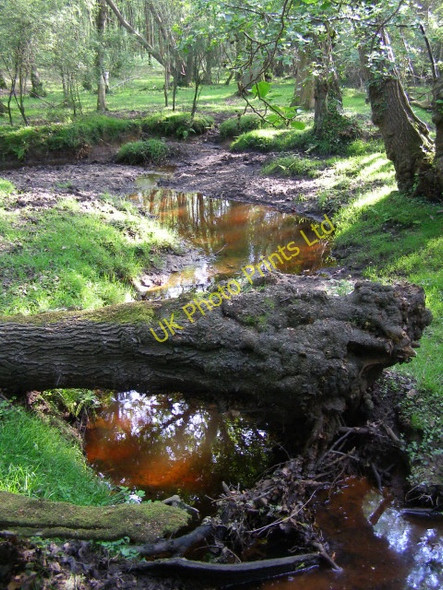 Photo 6"x4" Fallen tree over the Beaulieu River, New Forest Clayhill\/SU3007 c2006