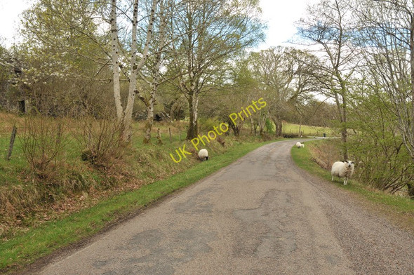 Photo 6"x4" Ruined building hiding in the trees by the A861 Blaich c2010