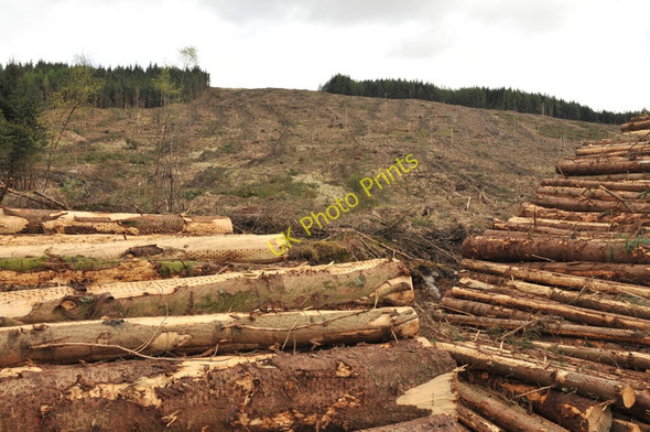 Photo 6"x4" Clear-felled forest Duisky c2010