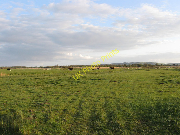 Photo 6"x4" Blackwall Marsh Hailsham c2010
