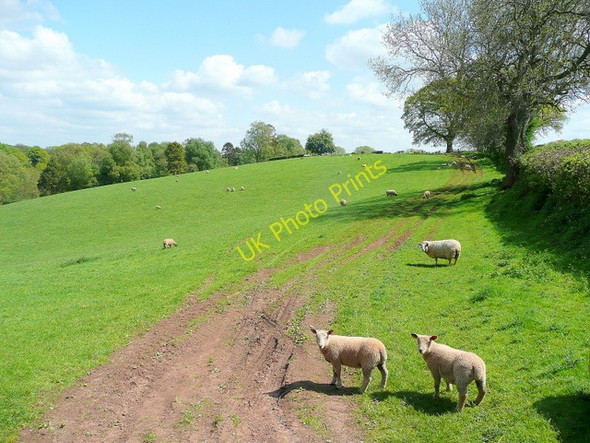 Photo 6"x4" Pasture and footpath Poolhill c2010