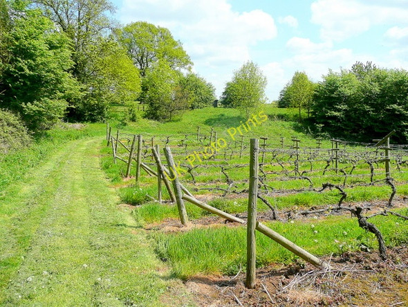 Photo 6"x4" Vineyard at Compton Green Compton Green c2010