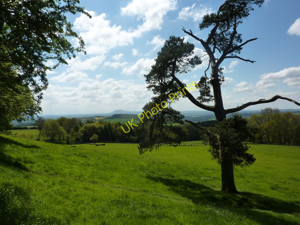 Photo 6"x4" A pine tree and the view from Birch Berrow Birch Berrow c2010