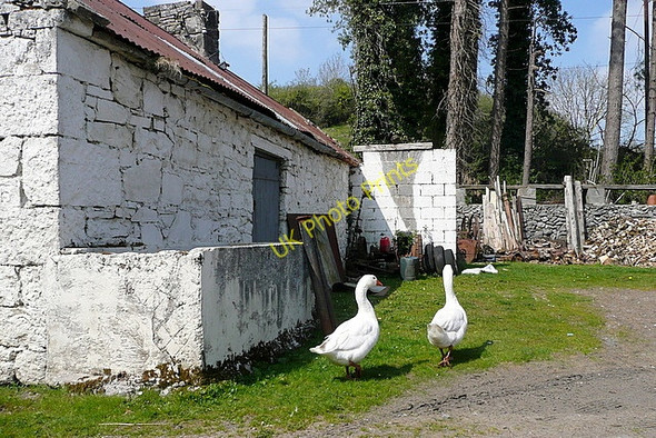 Photo 6"x4" Geese at Inchbeg Mahonburgh c2010