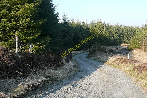 Photo 6"x4" Forest track at Boolynagleragh Liscasey c2010