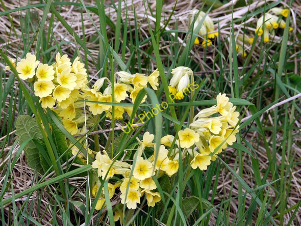 Photo 6"x4" False Oxlip, St John's Chapel Daddry Shield c2010