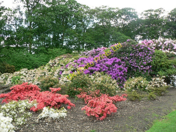 Photo 6"x4" Rhododendrons and Azaleas, Temple Newsam Colton\/SE3632 c2006