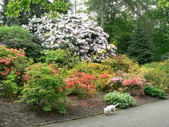 Photo 6"x4" Rhododendrons and Azaleas, Temple Newsam Colton\/SE3632 c2006