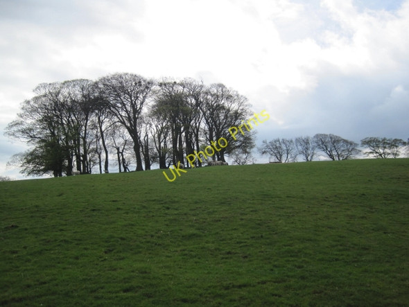 Photo 6"x4" Toft Hill Plantation Halton Shields c2010
