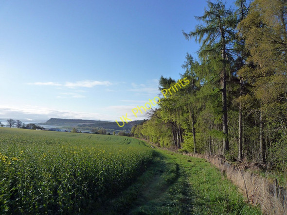 Photo 6"x4" The edge of Pheasant Wood Munlochy c2010
